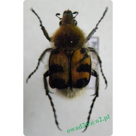 Trichius fasciatus (Linnaeus, 1758)